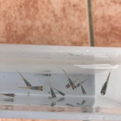 深海　メダカ　若魚　1匹300円の画像