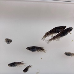 和墨　メダカ　成魚　1匹300円の画像