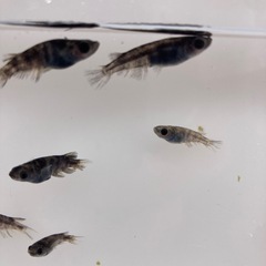 和墨　メダカ　成魚　1匹300円の画像