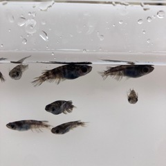 和墨　メダカ　成魚　1匹300円の画像
