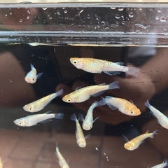 ユリシス　メダカ　成魚　1匹300円の画像