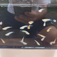 ユリシス　メダカ　成魚　1匹300円の画像