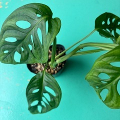 マドカズラの画像