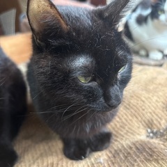ちょっぴり甘えん坊な黒猫の女の子