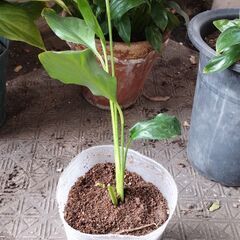 スパティフィラムの画像