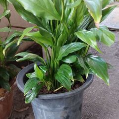 スパティフィラムの画像