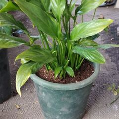 スパティフィラムの画像