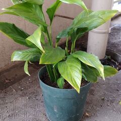 スパティフィラムの画像