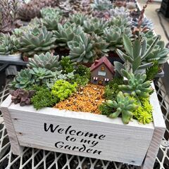 【ワークショップ開催】多肉植物寄せ植え体験inエバーグリー…