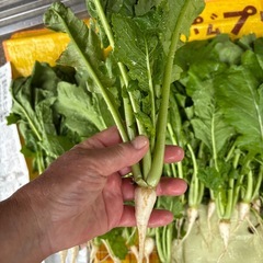 本日限定❤️聖護院かぶらの抜き菜30株以上⭐︎これ全部の画像