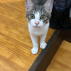 生後4ヶ月程度　テンちゃん♂ かなりの甘えん坊くん
