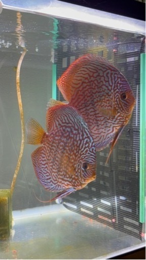 ディスカス　ペア