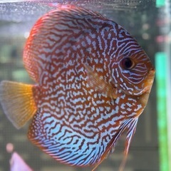 ディスカス　ペアの画像