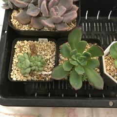 多肉植物　A お譲りしますの画像
