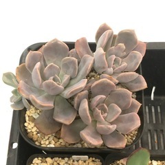 多肉植物　A お譲りしますの画像