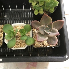 多肉植物　A お譲りしますの画像