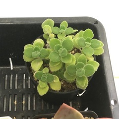 多肉植物　A お譲りしますの画像