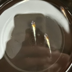 3色体外光めだかメダカの画像