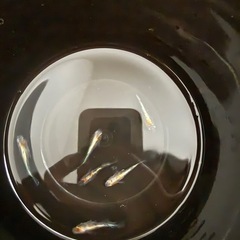 3色体外光めだかメダカの画像
