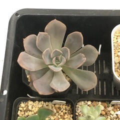 多肉植物　B お譲りしますの画像