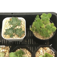 多肉植物　B お譲りしますの画像