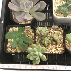 多肉植物　B お譲りしますの画像