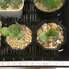 多肉植物　B お譲りしますの画像