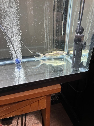 ドラドキャット