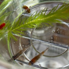 メダカ無人販売　メダカ屋森の奥　営業中