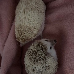 ハリネズミ2匹里親募集
