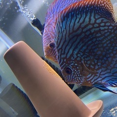 ディスカスの画像