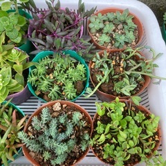 多肉植物の画像
