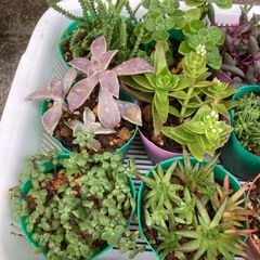 多肉植物の画像