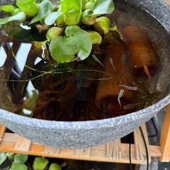 メダカビオトープ一式の画像