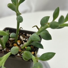 多肉植物　アーモンドネックレス　の画像