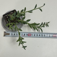 多肉植物　アーモンドネックレス　の画像