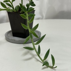 多肉植物　アーモンドネックレス　の画像