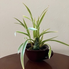 🪴観葉植物・トラの尾の画像
