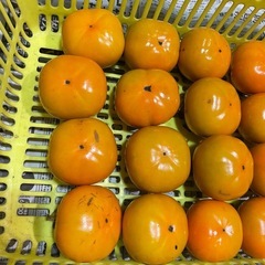 受け付け終了 甘くて美味しい次郎柿 無農薬 20個の画像