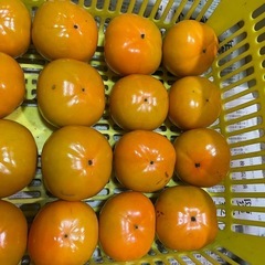 受け付け終了 甘くて美味しい次郎柿 無農薬 20個の画像