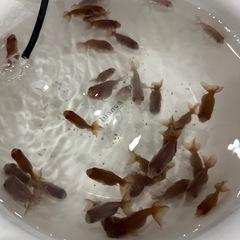 金魚　瑪瑙らんちゅう10〜20匹の画像
