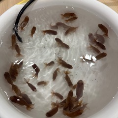 金魚　瑪瑙らんちゅう10〜20匹の画像