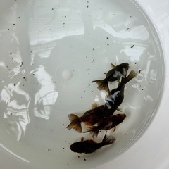 【残り2匹】オランダショートテール 金魚の画像