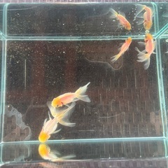 お話し中⭐︎白オランダローズテール🐟金魚の画像