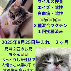 譲渡会参加　シロキジ