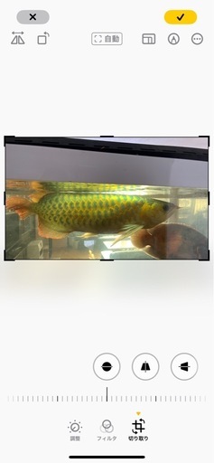 熱帯魚、大型魚、パロット.タイガーオスカー.エンドリ、他
