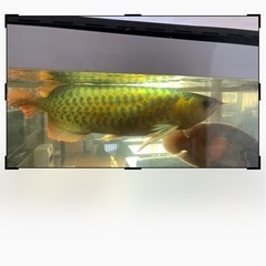 熱帯魚、大型魚、パロット.タイガーオスカー.エンドリ、他の画像