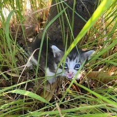 子猫の里親募集です