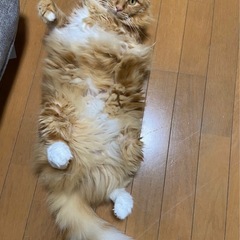 ツンデレな子です🐱