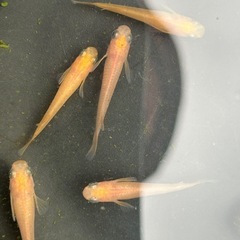 メダカ７匹の画像